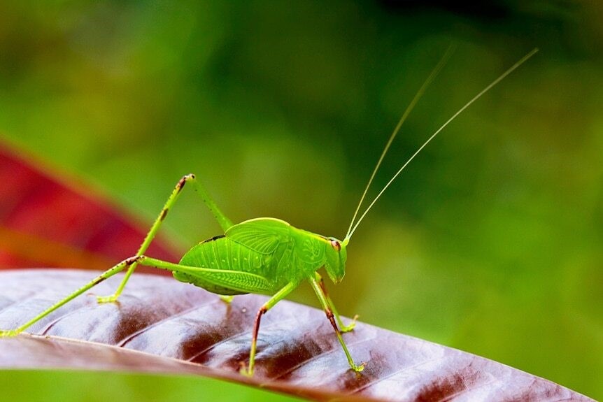 A katydid, a green insect, rests on a brown leaf.