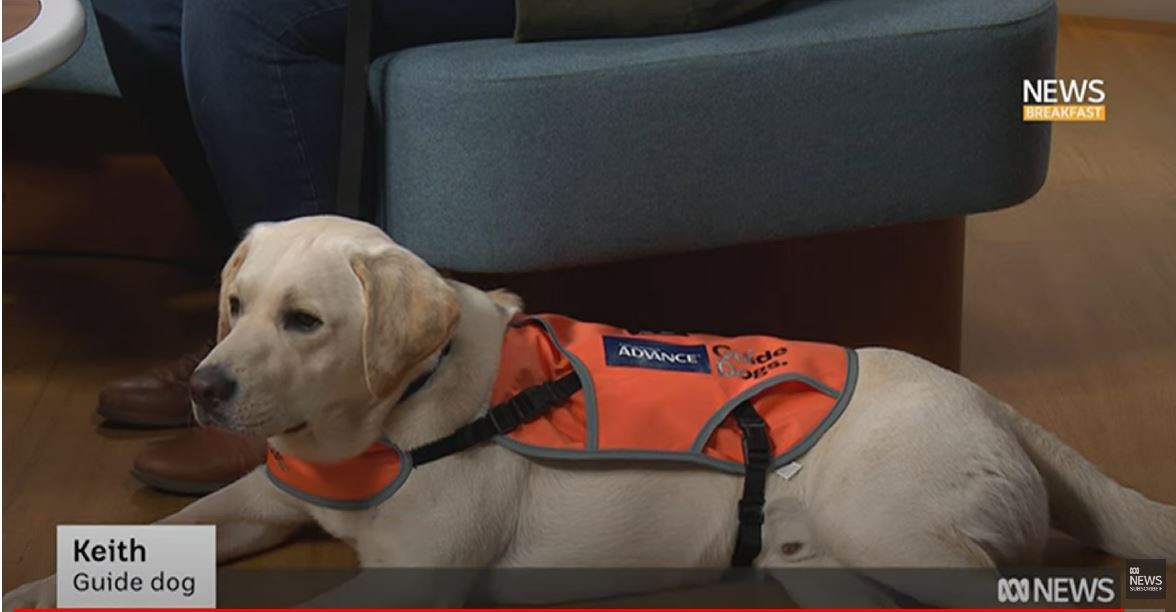A golden labrador in a guide dog vest lying down 