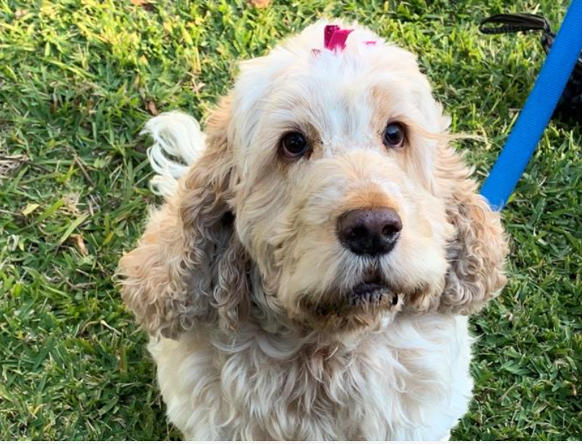 A photo from above of a blonde cavoodle sitting on grass