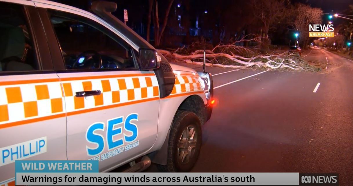 SES car and gum tree across road
