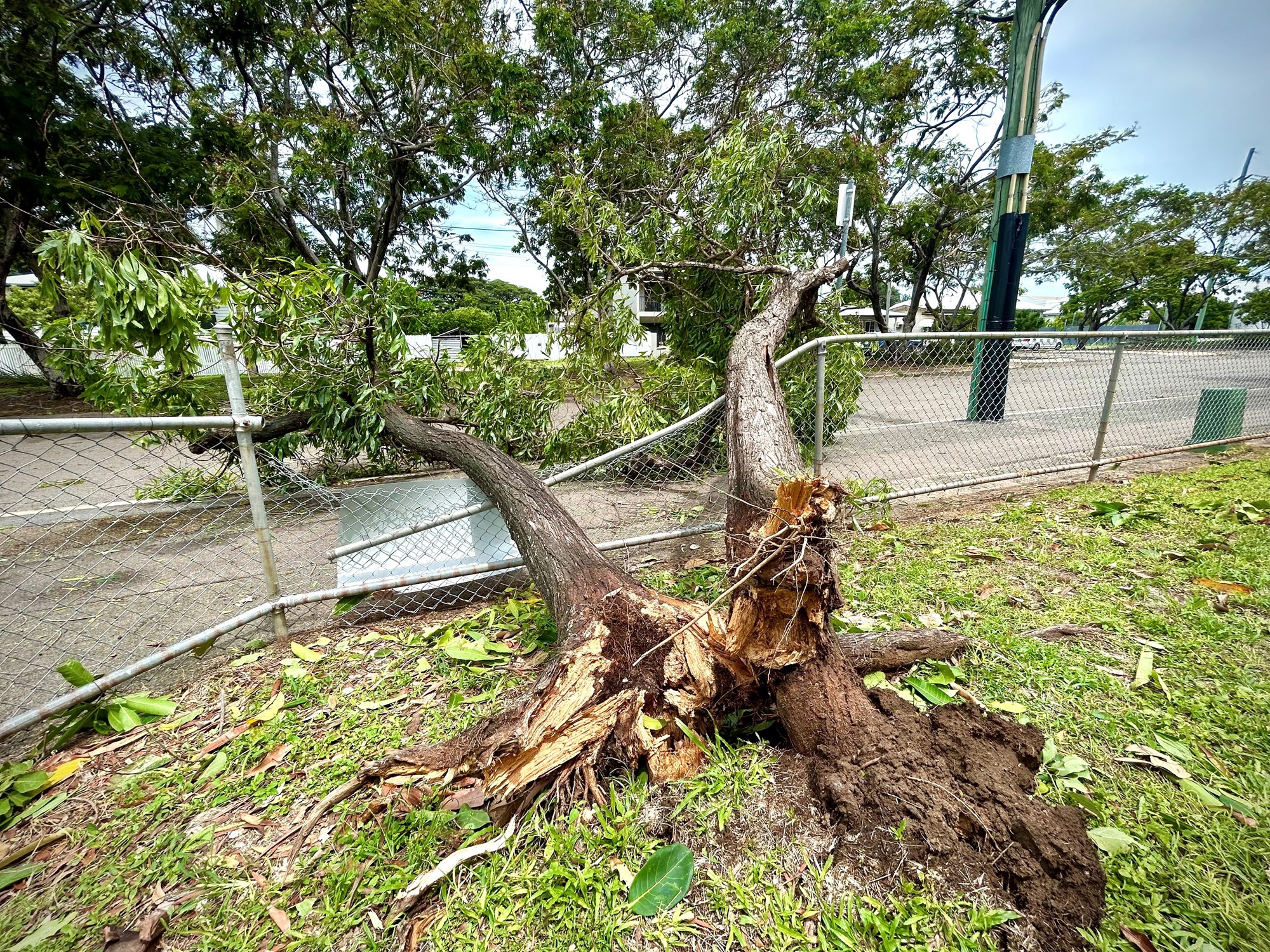 a tree that has fallen through a wire fence at a primary school
