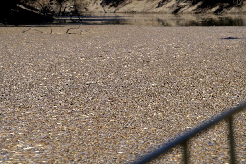 Millions of dead fish in a river