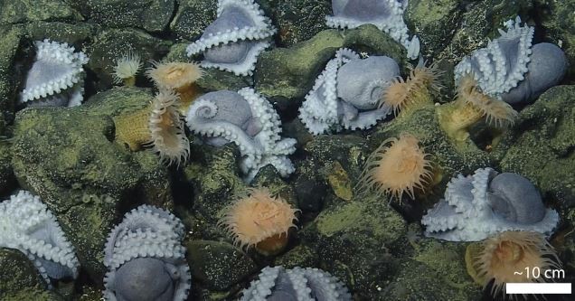 octupus in the cracks of a ocean floor 