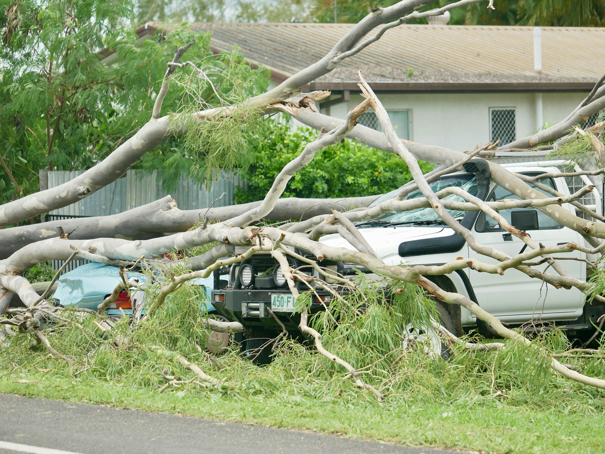 a felled tree and power line crushing two vehicles