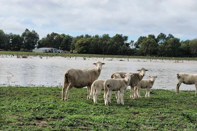 Sheep and lambs stand on grassy land next to a flooded dam. 