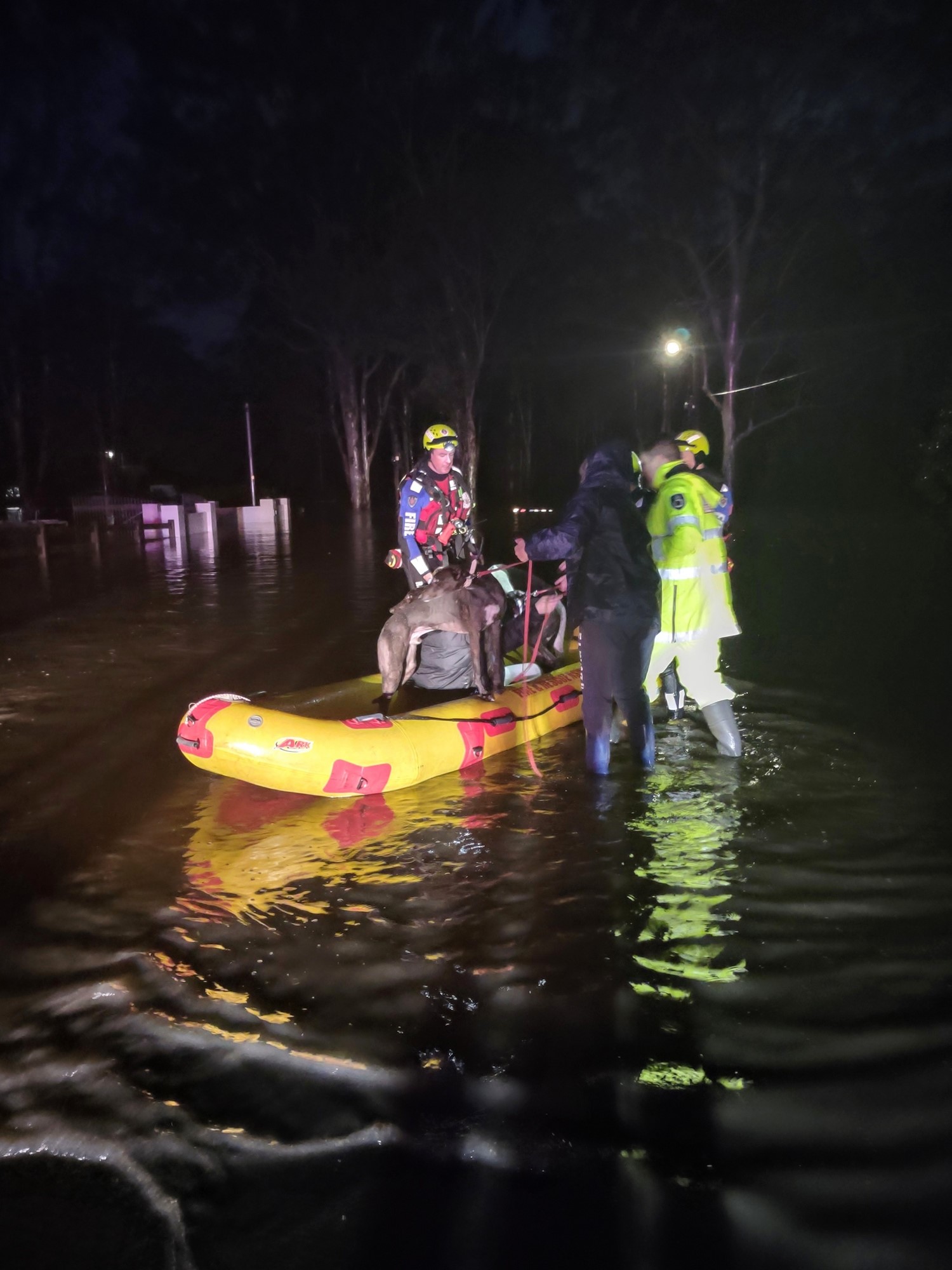 rescue crews wearing high-vis clothes help dogs on a yellow rescue boat in flood waters