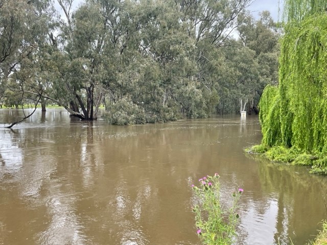 A swollen river at Condobolin in NSW.