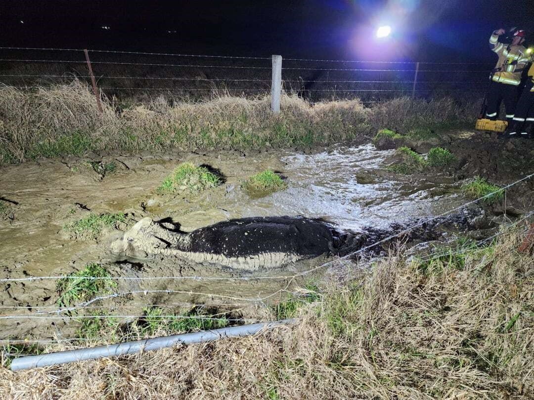 a cow stuck in a thick dam full of mud in the dark