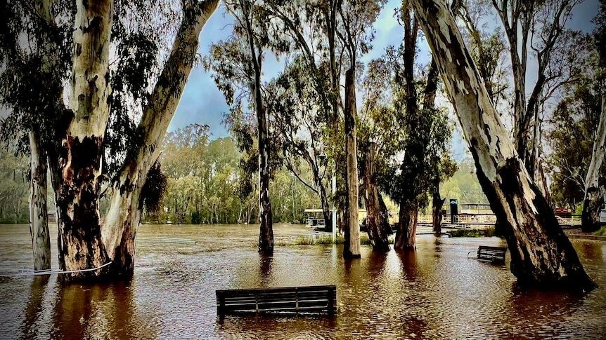 The Murray River is high at Echuca.