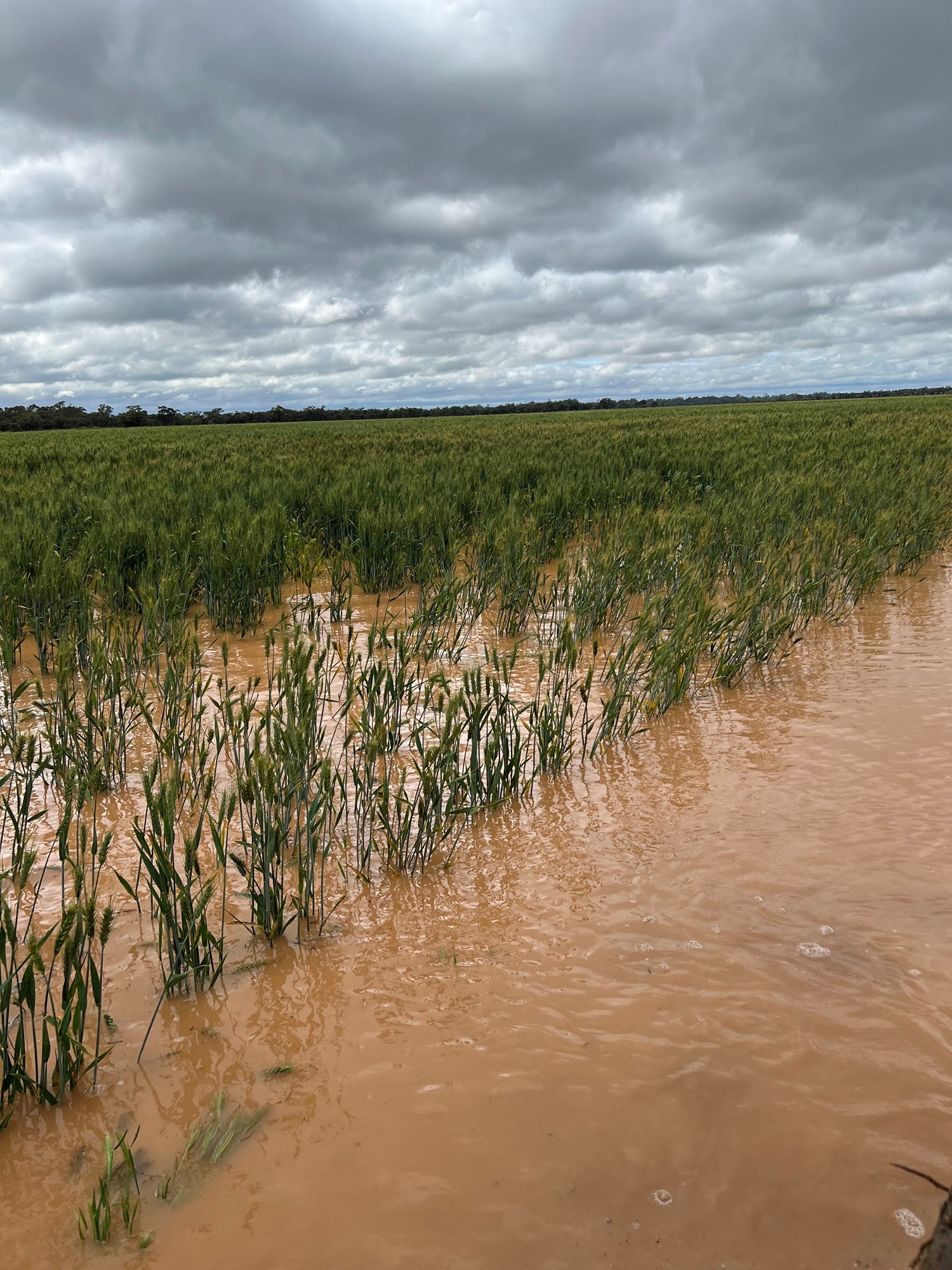 A wheat crop is underwater
