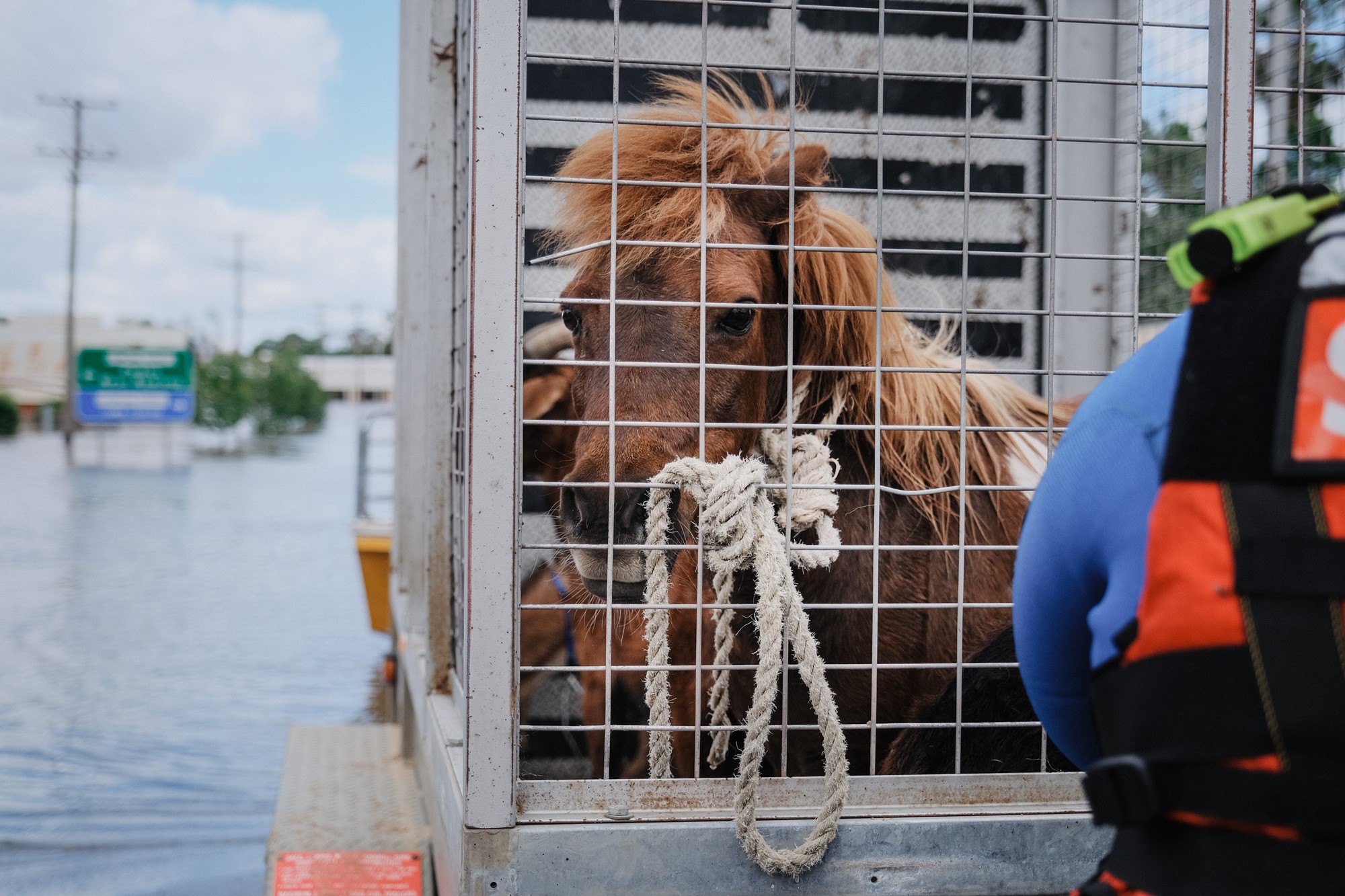 A miniature horse in a trailor with floodwaters visible in the background.