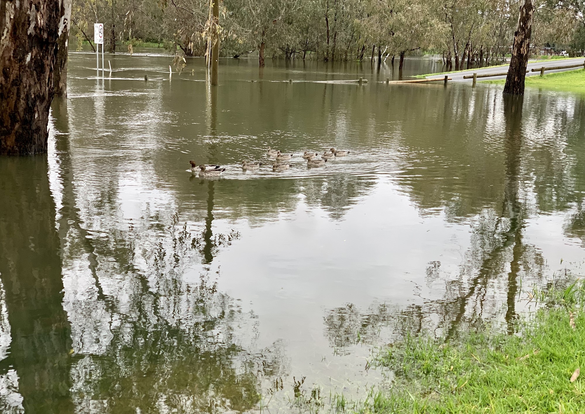 Ducks swim in flood waters