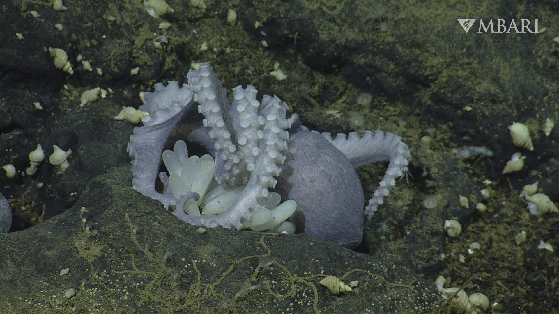 Close up of an octopus guarding her eggs on the ocean floor 