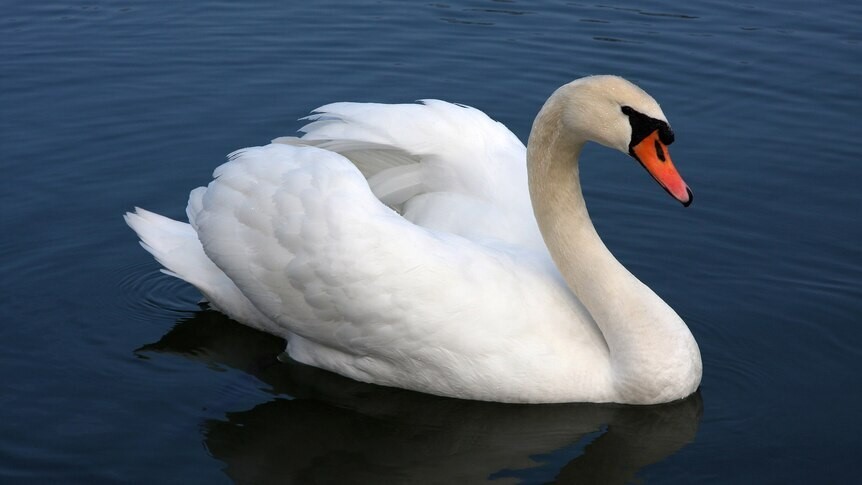 A white swan floats on a pond