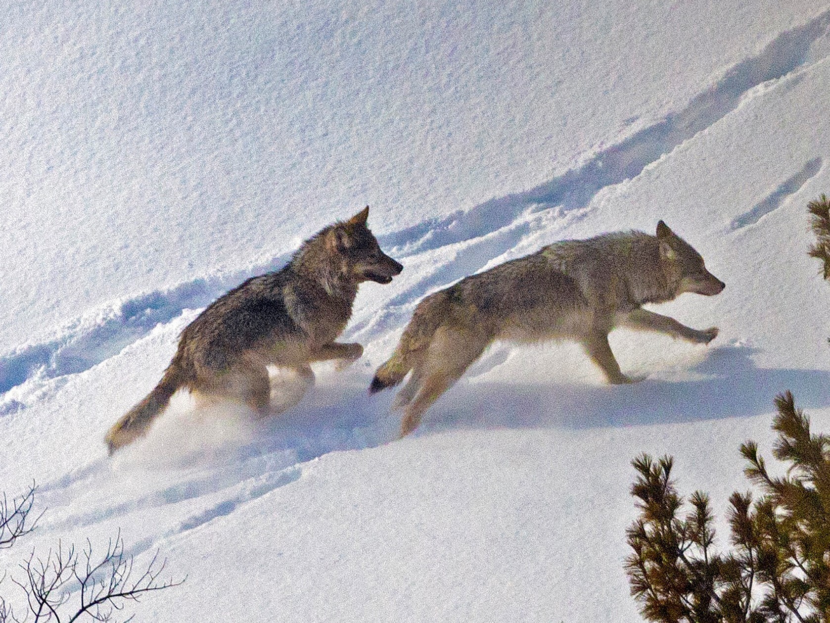 Two wolves running in the snow. 