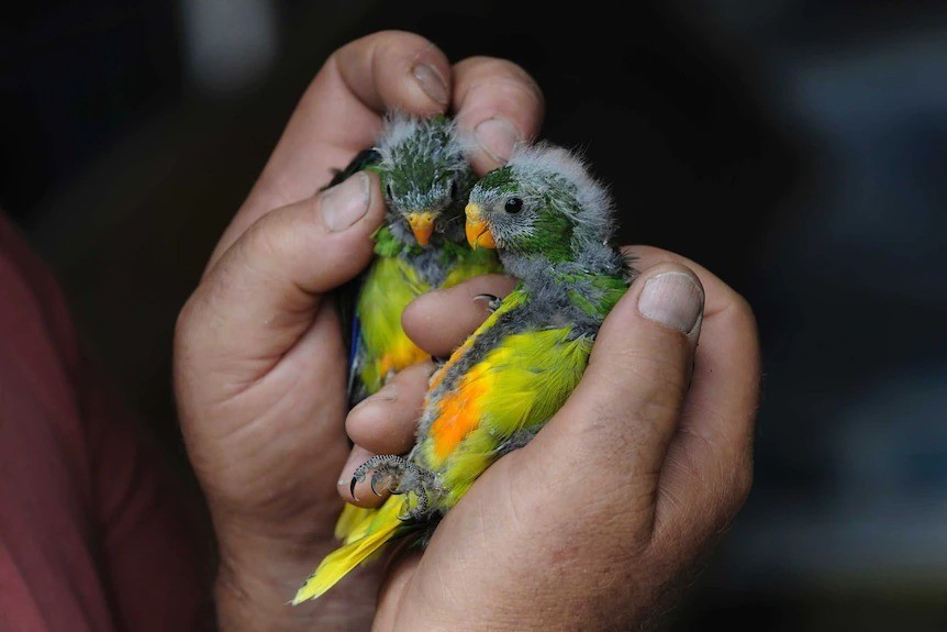 A pair of hands hold two green birds with orange bellies.