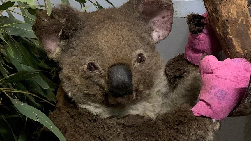 A close up of a Koala with bandaged hands.