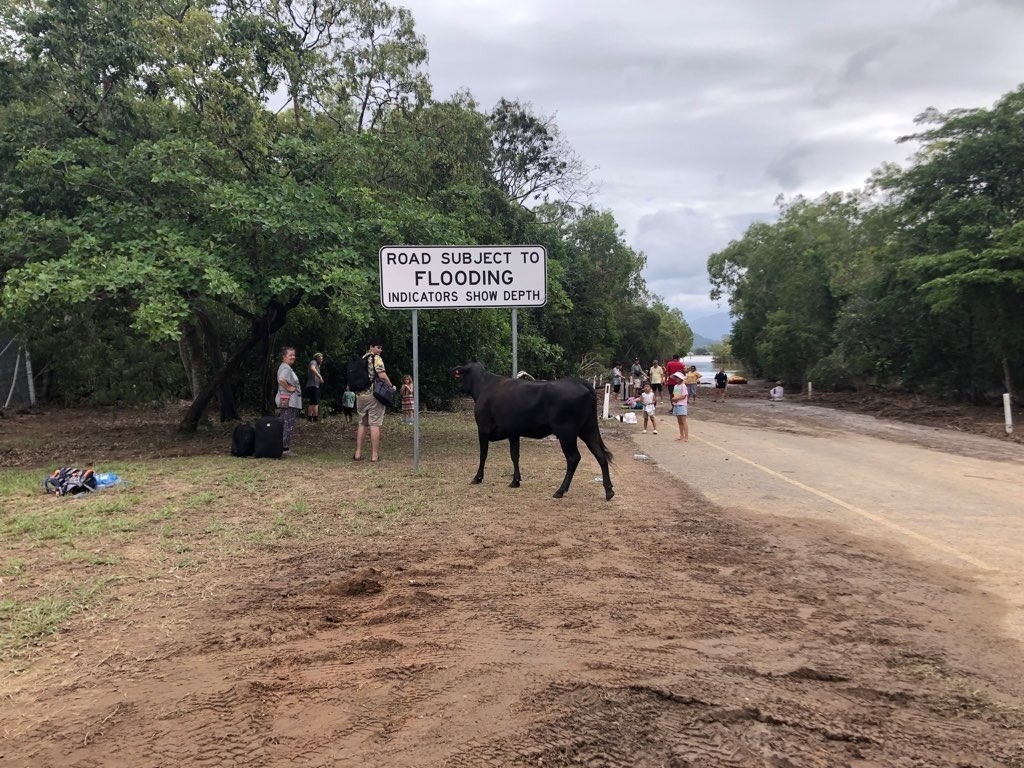 a cow wanders over to a group of flood evacuees standing on the side of a road