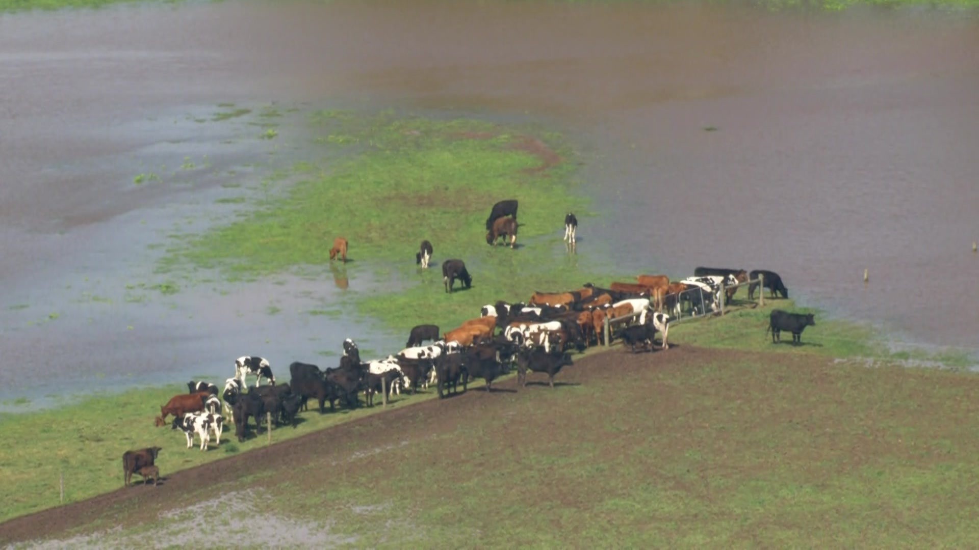 Aerial shot of cattle stranded in floodwaters.