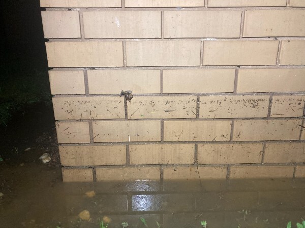 A snail sticks to a brick wall above a flooded ground