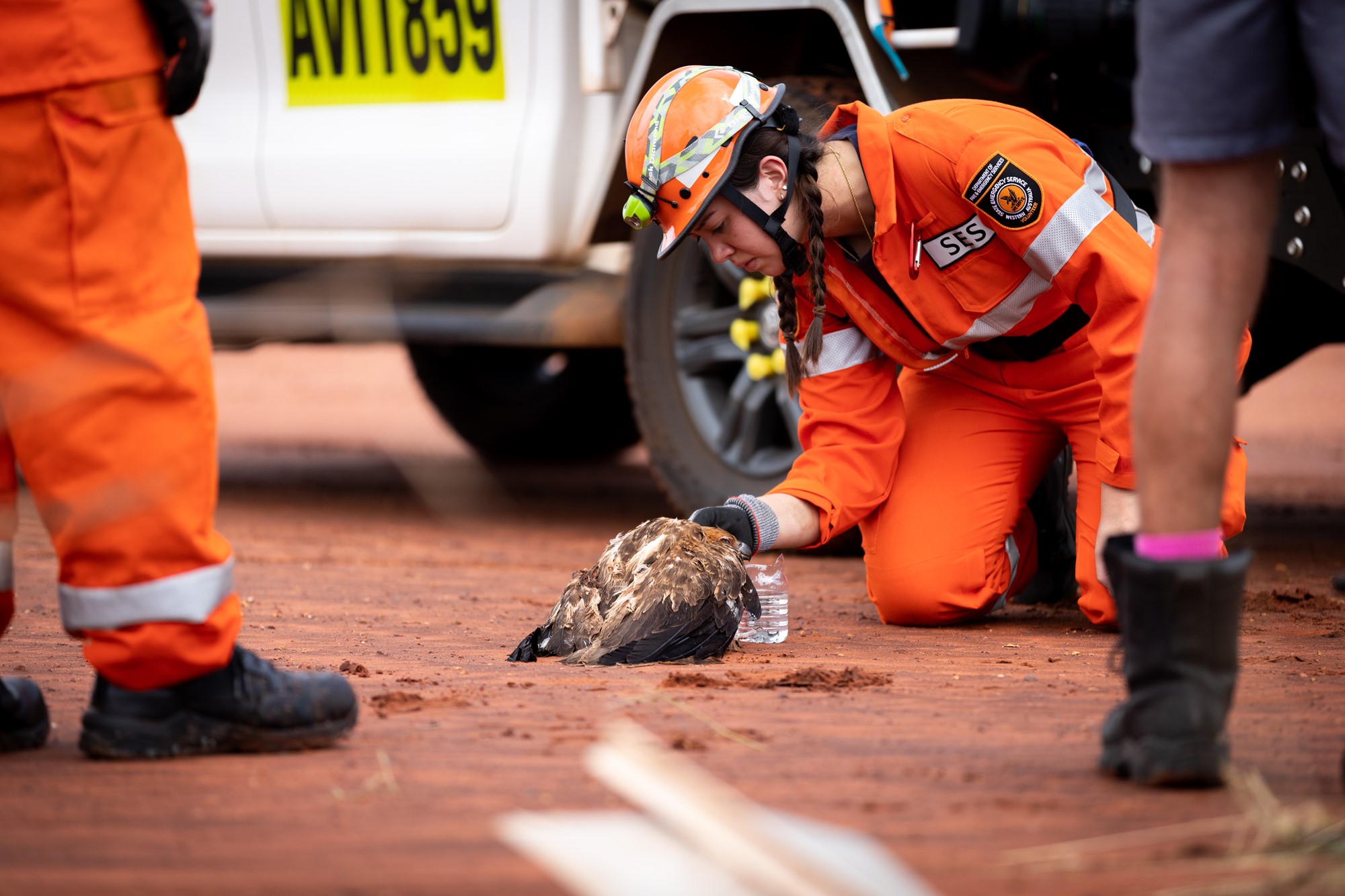A SES worker crouches down and holds a bird.