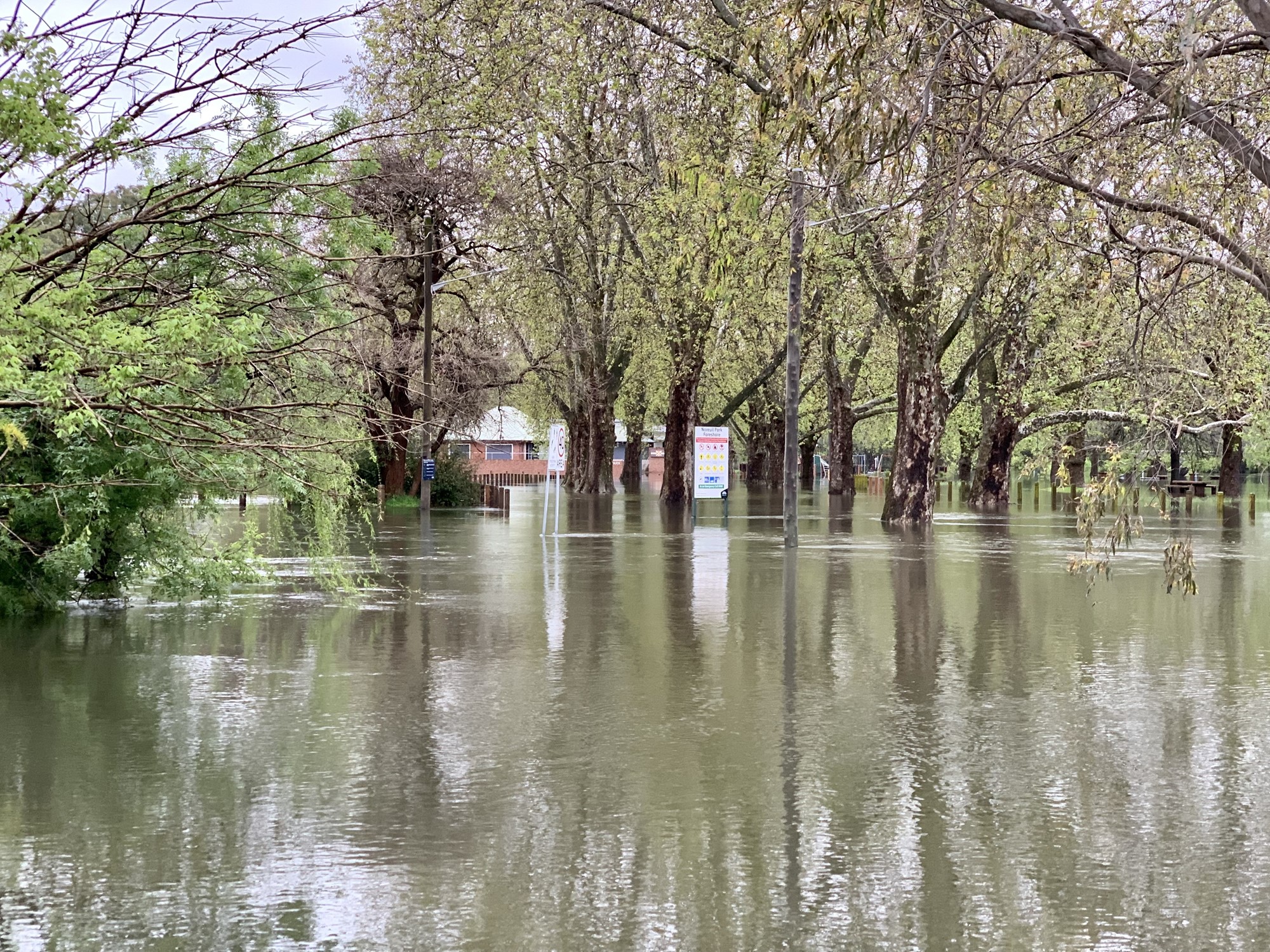 Trees stand in flood water