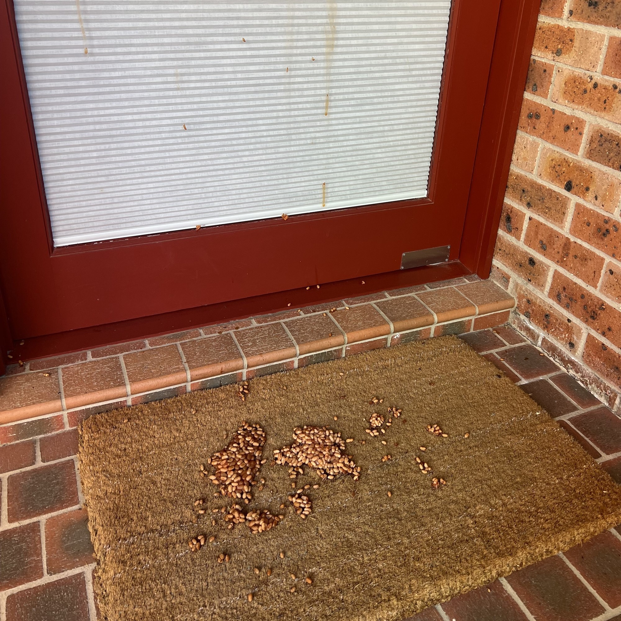 Loose baked beans lay on a door mat after slide down a glass front door.