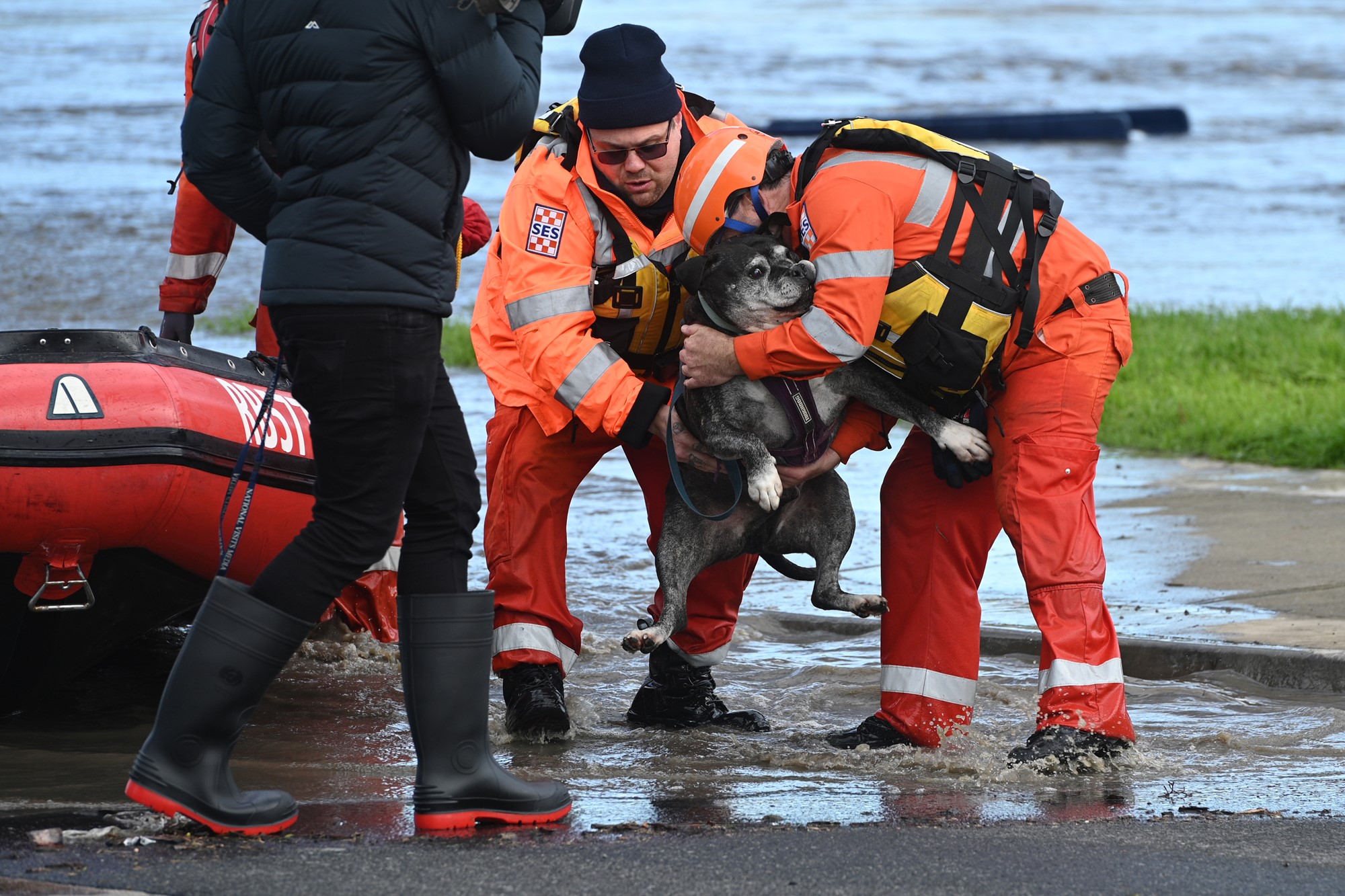A dog is held by SES workers as he is lifted from a boat.