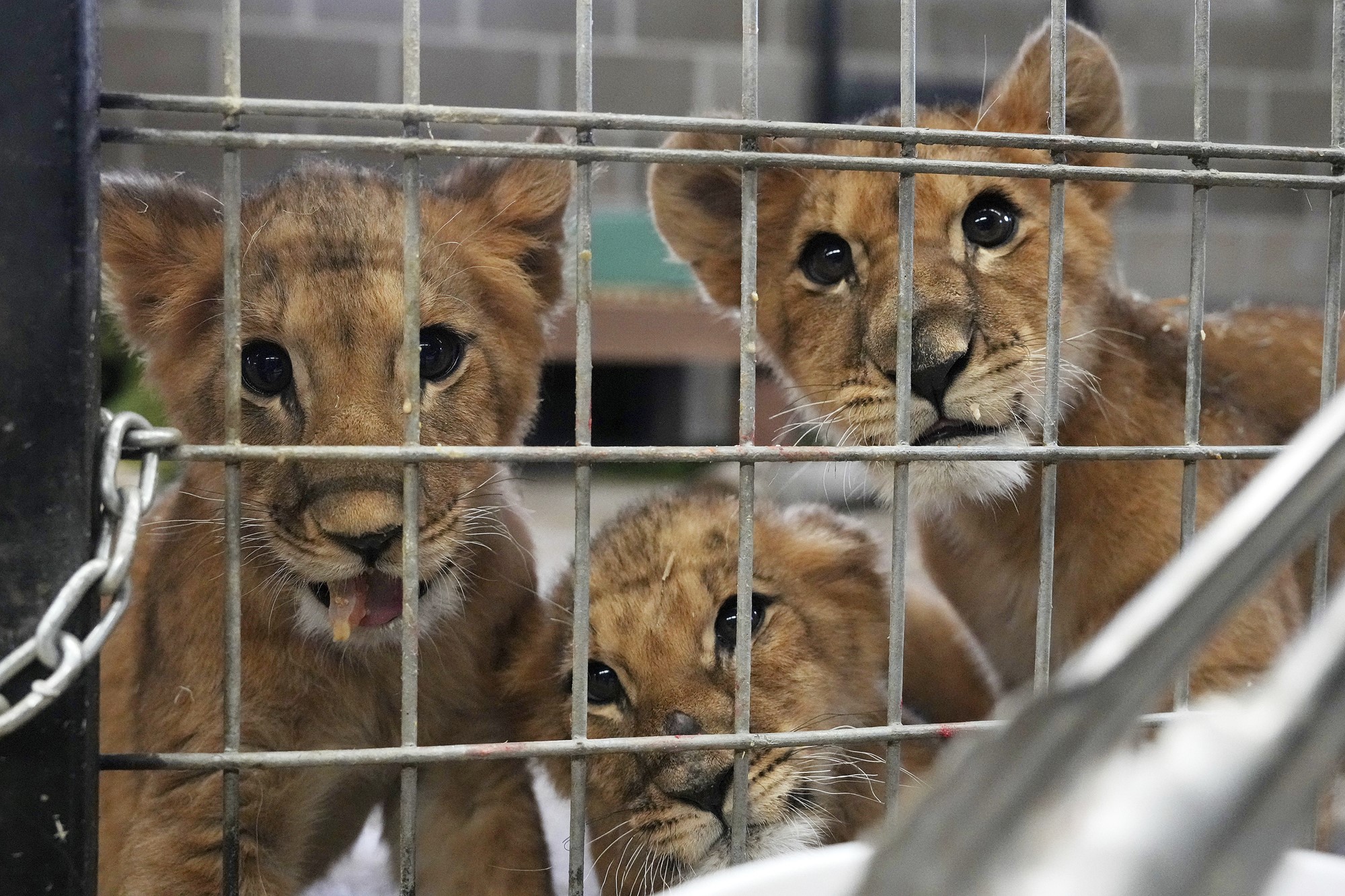 Three lion cubs in a  cage