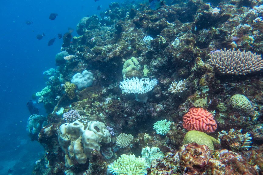 A medium shot of coral and fish in the ocean