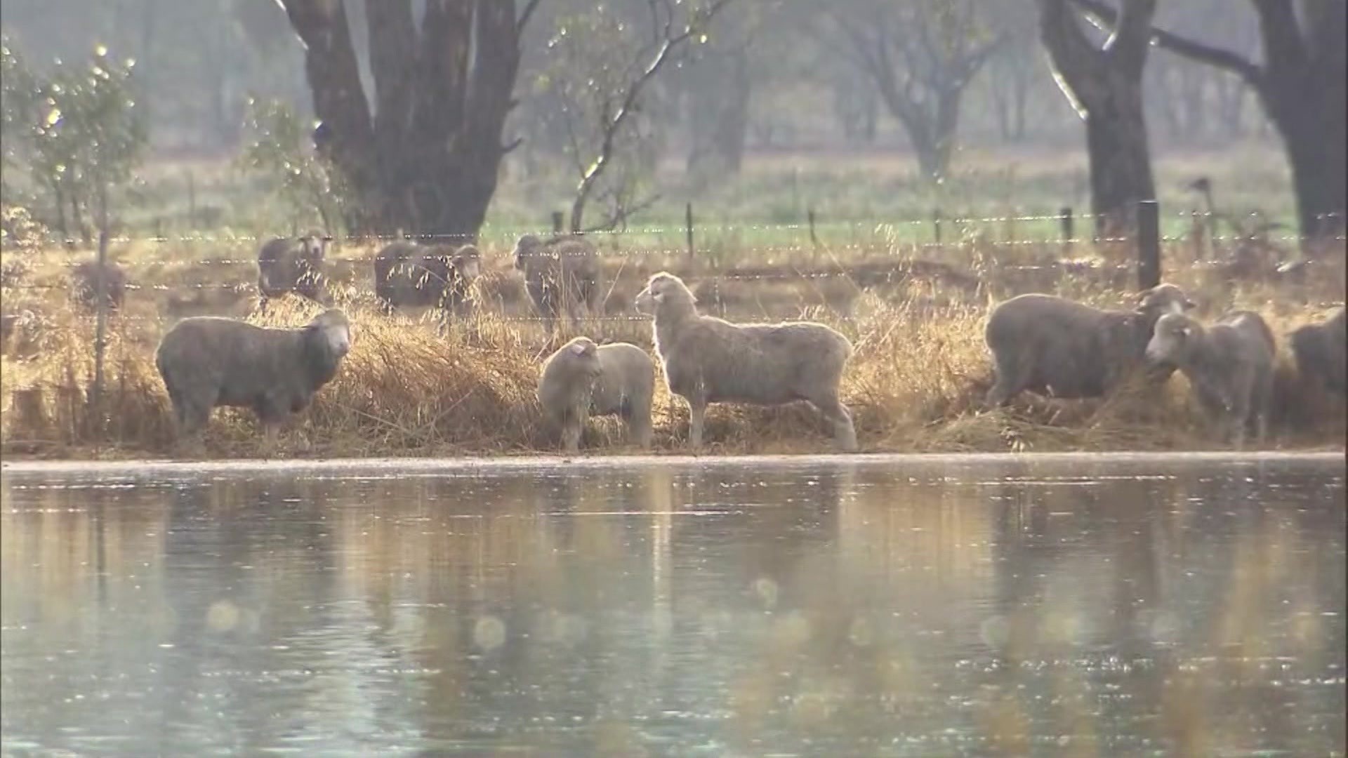 Sheep standing in flood waters.