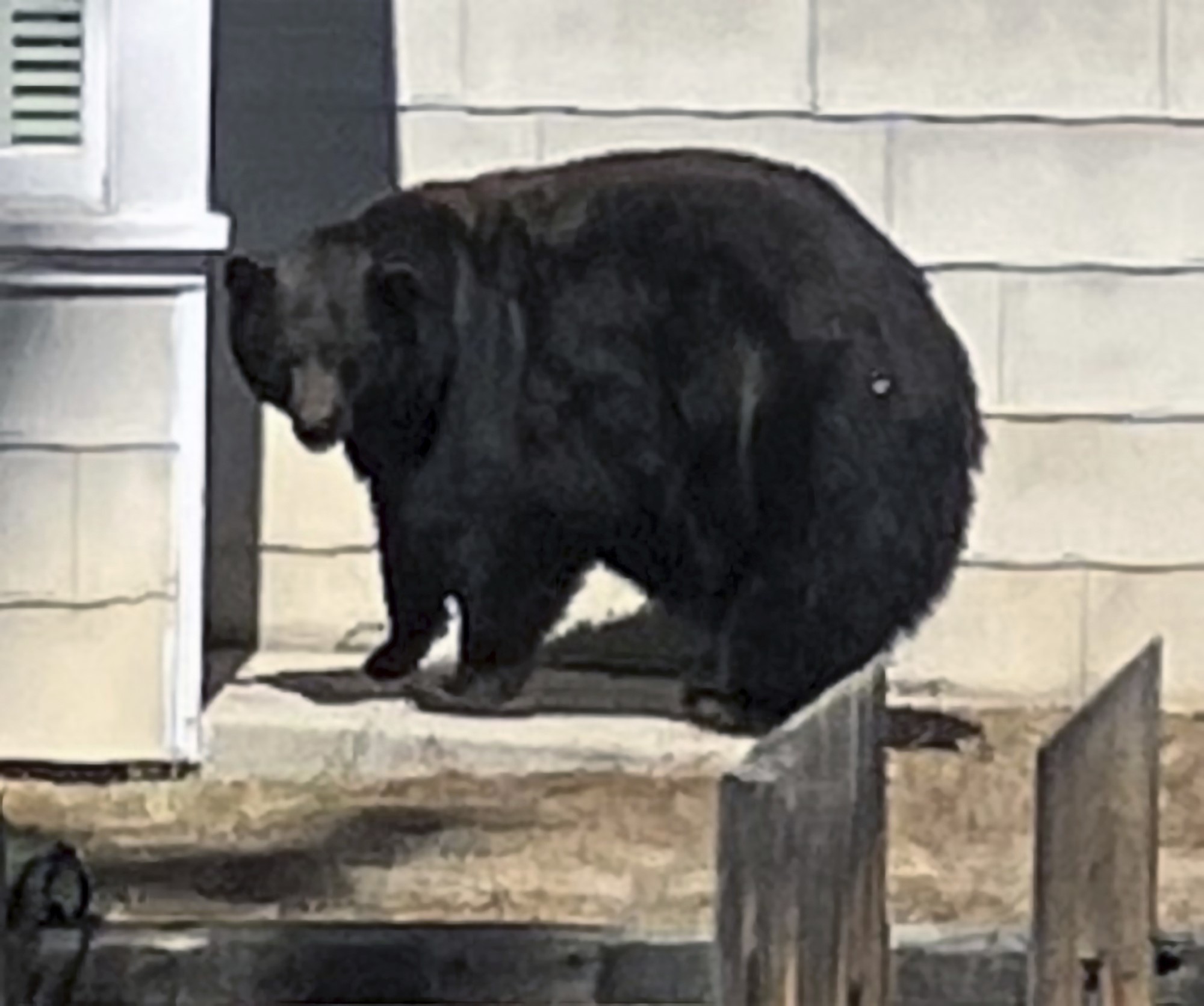 A very large female black bear on the front step of a house