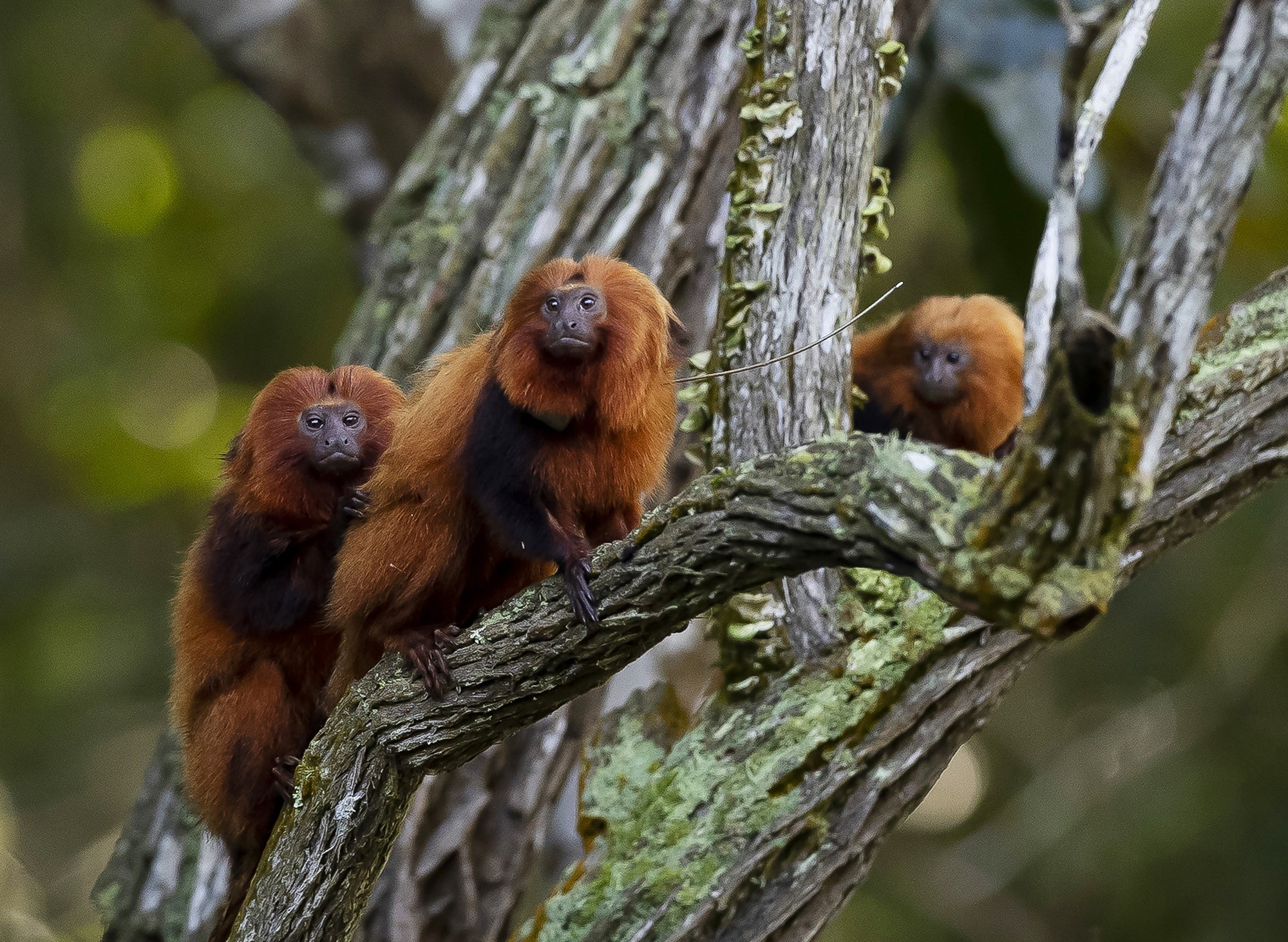 Three smallorgane furry monkeys in a tree