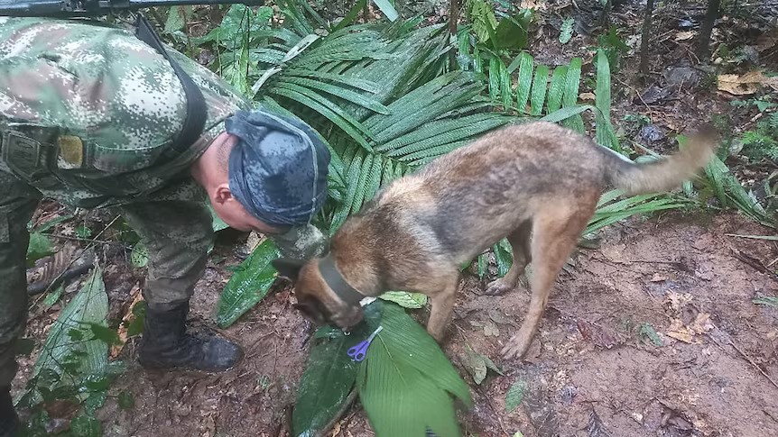 A man in camouflage clothing assists a German shepherd dog as it sniffs a plant in the jungle.