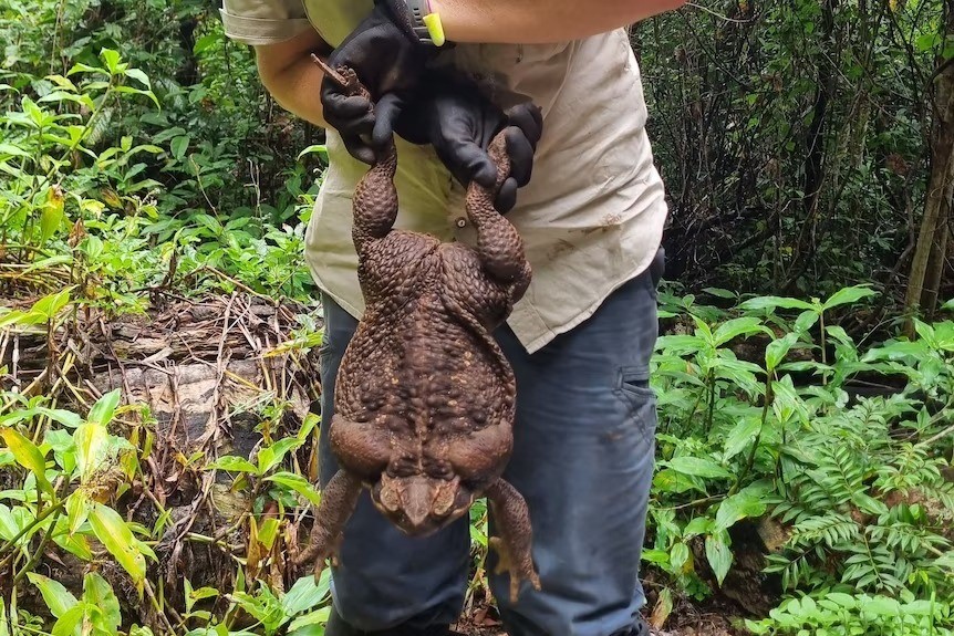 a ranger holds a giant cane toad by its back legs