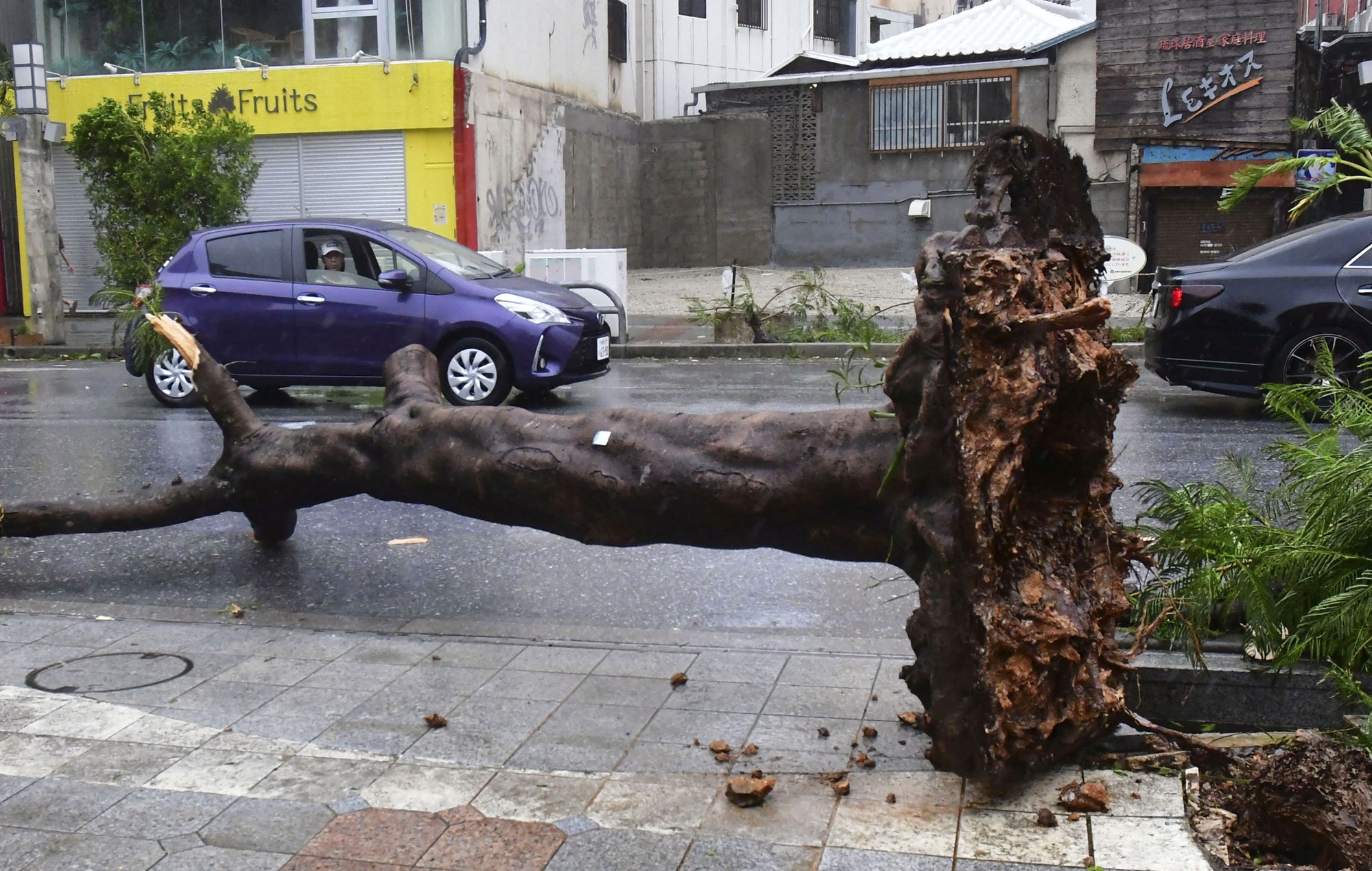 A uprooted tree lies on the road 