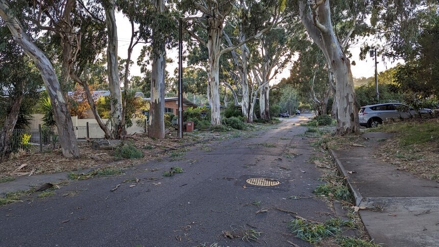 Tree branches strewn across an Adelaide street