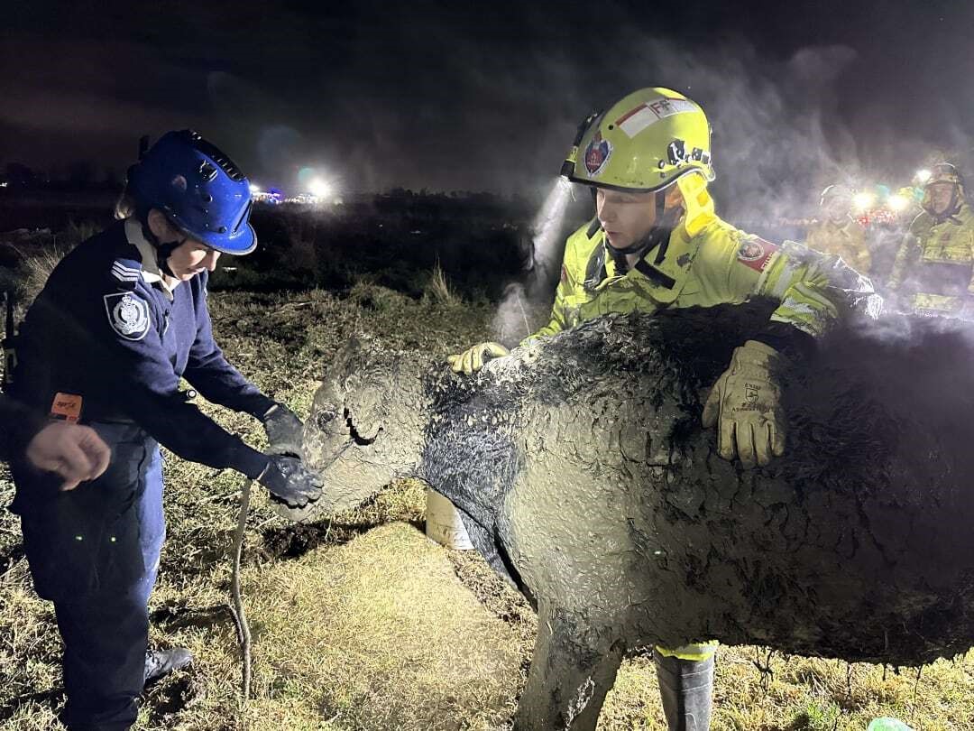 A cow covered in mud being attended to by two emergency workers