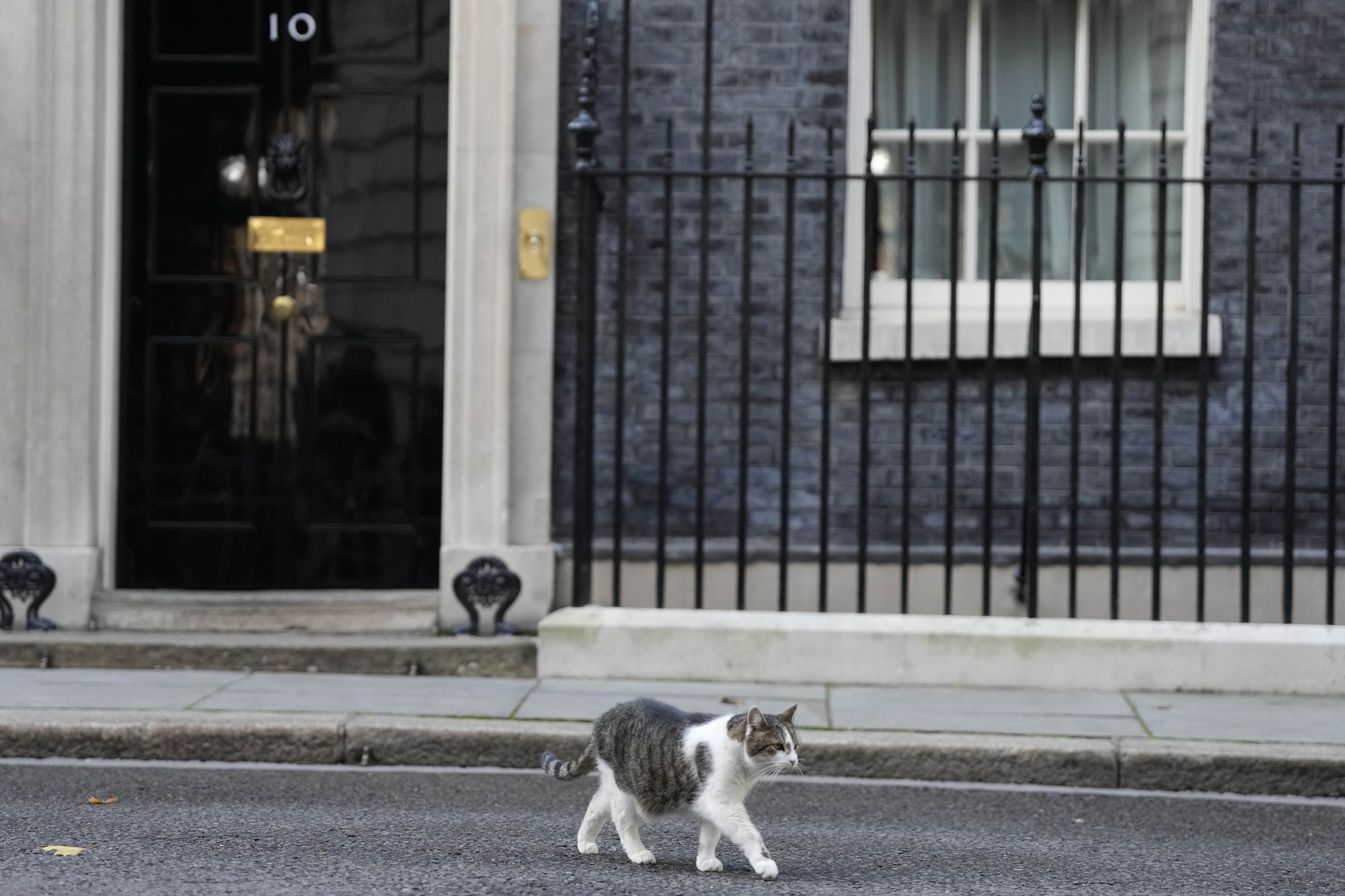 larry the cat walks across the road outside 10 downing street