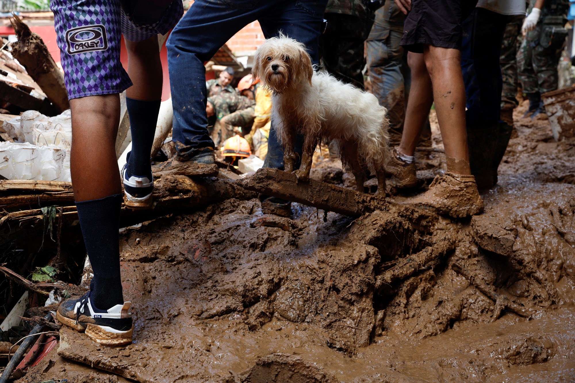 A dog stands on muddy ground between people's legs. 