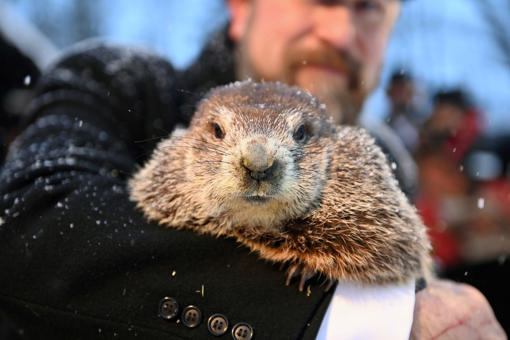 A man holds a groundhog.