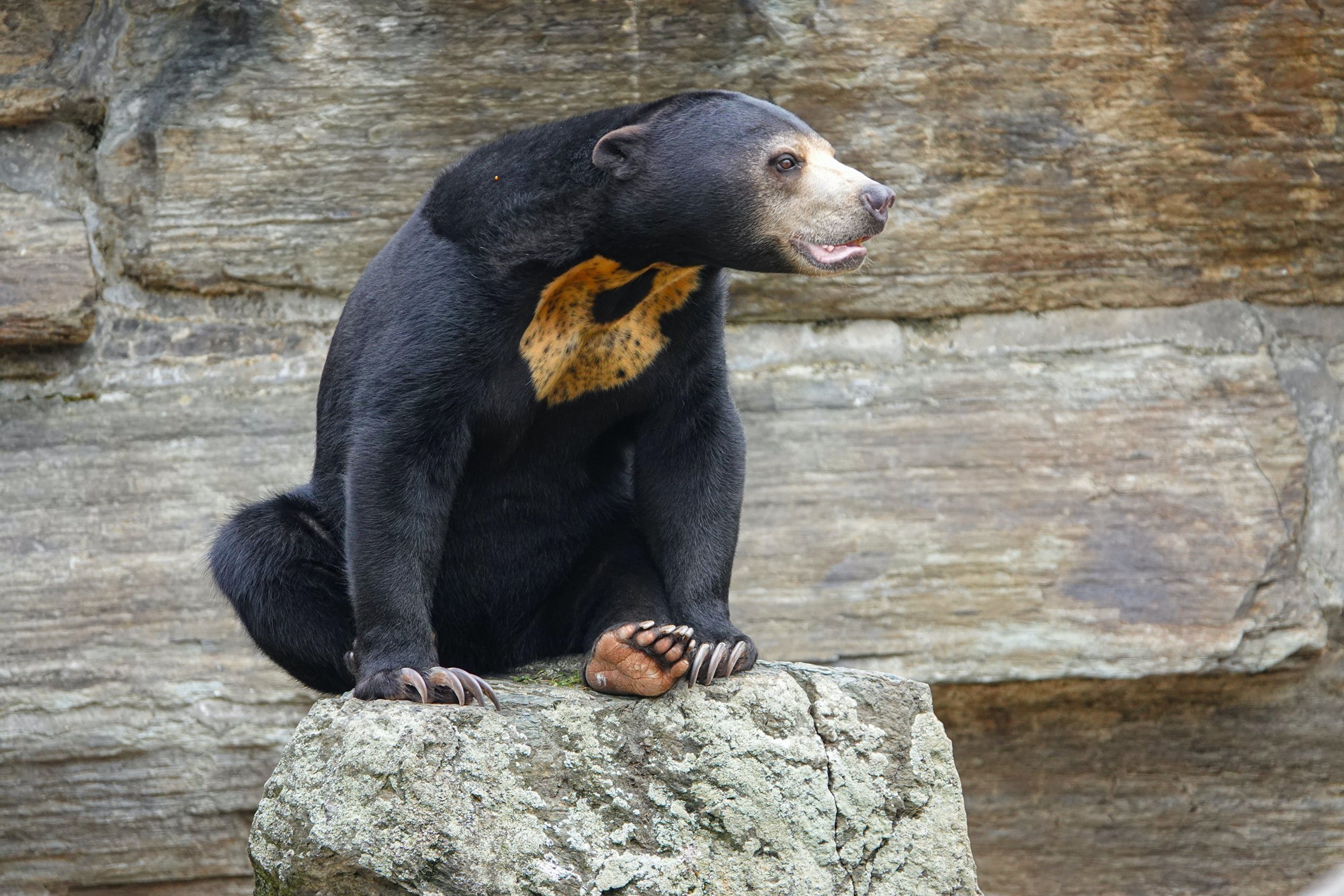 A stock image of a black sun bear with a brown chest sitting on a rock