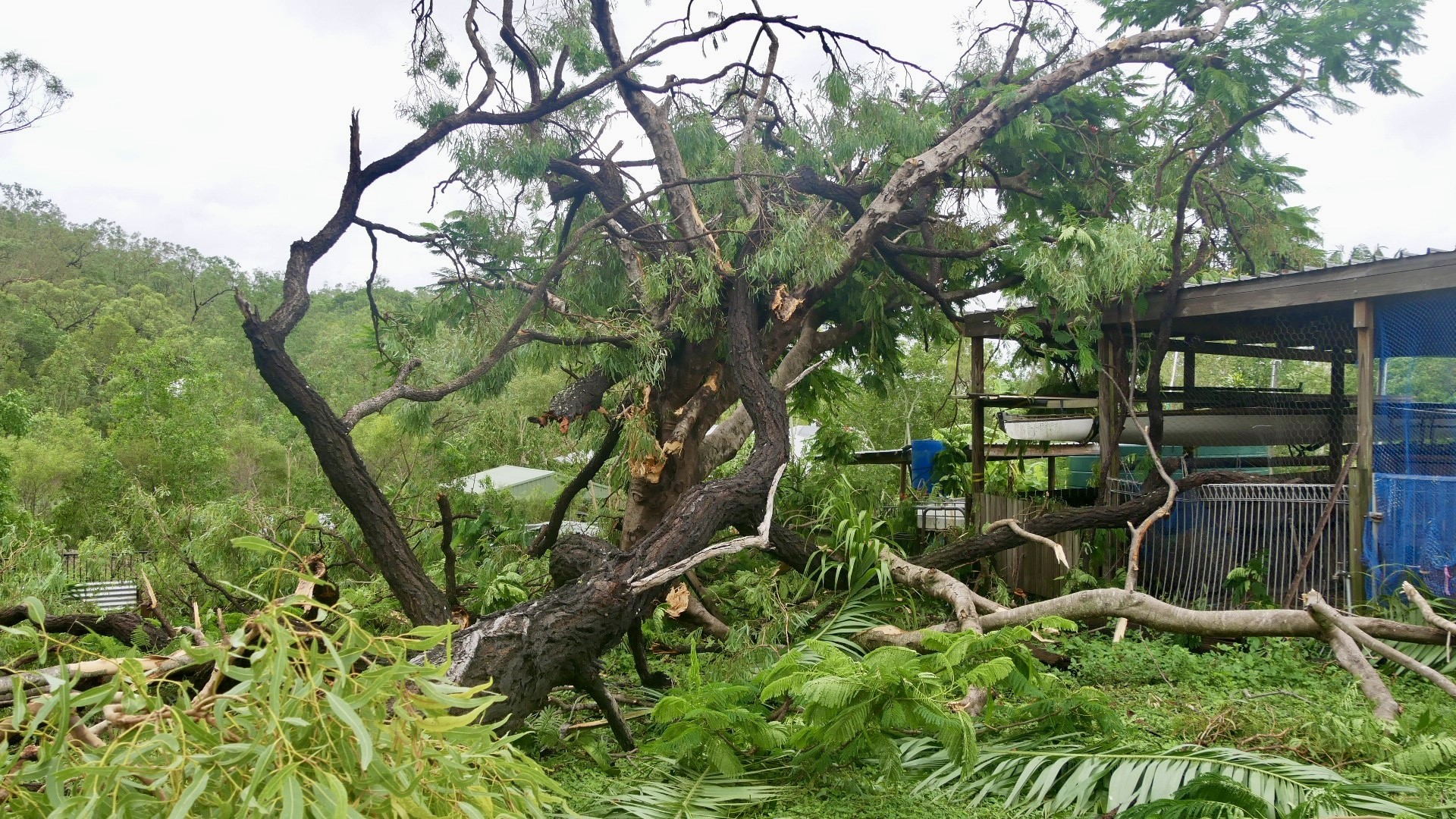 a large tree that has fallen on a house