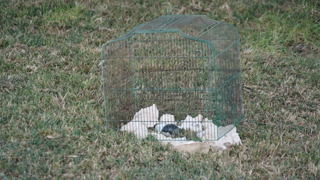 A live grenade in a cage on a lawn