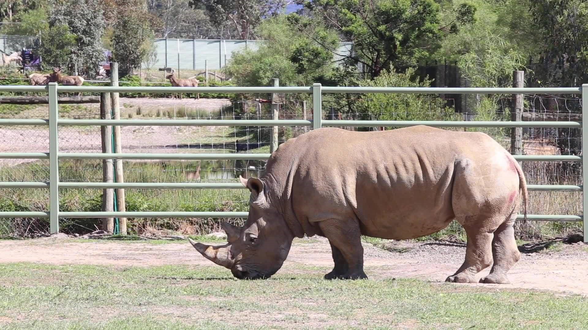 A rhino