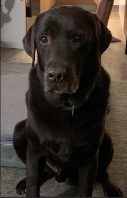 A photo of a chocolate labrador sitting