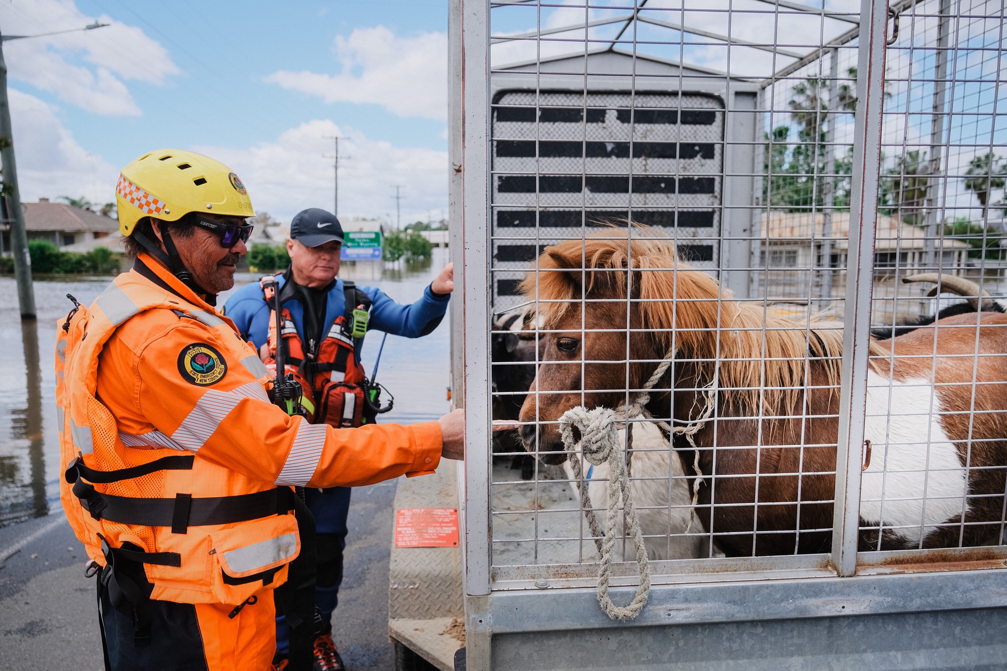 An SES volunteer pets the nose of the miniature horse on the trailer