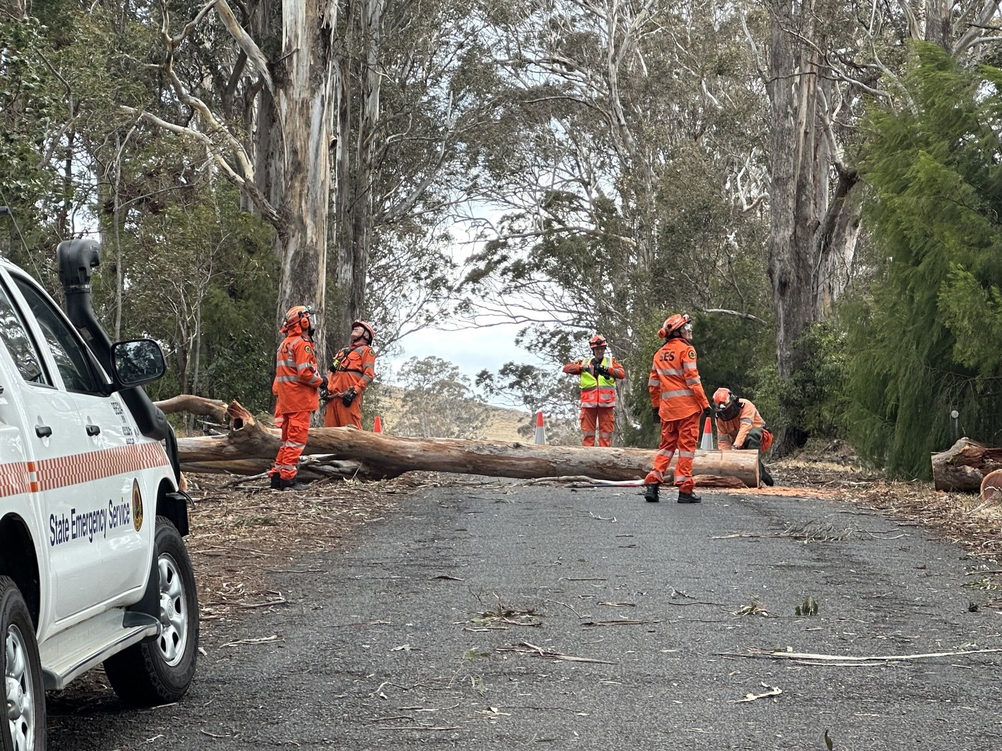 SES volunteers around a large tree that has fallen across a road.