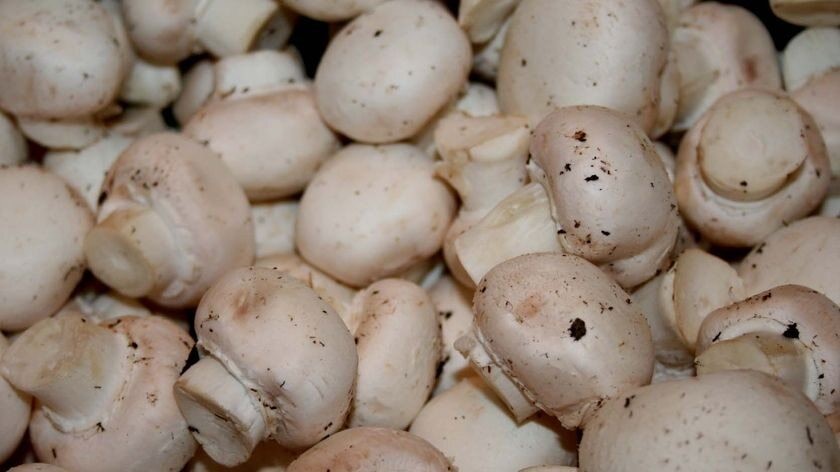 A close up of button mushrooms.