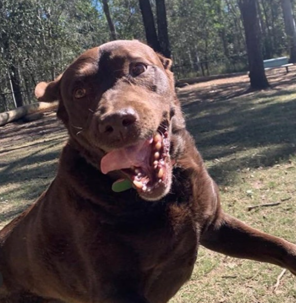 A chocolate lab running with it's tongue hanging out of its mouth